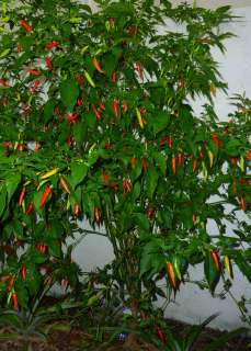 Vietnamese Hot Chili Pepper Seeds 50+ Heirloom Spicy Spicy   