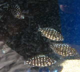 Black Calvus ( Pearly ) African Cichlid live fish aquarium Foru 