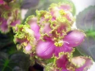 African violet PLUG starter plant BLOOMLOVERS CIRCUS  