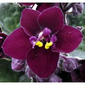  Modesty Variegated African Violet   4 Pot Patio, Lawn & Garden