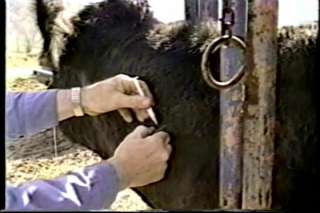 Livestock Immobilizer Animal Restraint Dehorn Castrate  