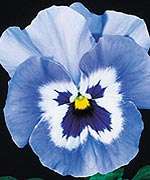 Annual BLUE JOKER PANSY Seeds   Happy Flower  
