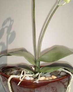 Snow Orchid   20 (51cm)   Artificial Flower Faux Plant  
