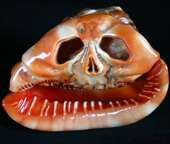 Incredible Halloween Carved Bulls mouth Helmet Shell Skull  