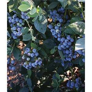  Blueberry, Misty 1 Plant Patio, Lawn & Garden
