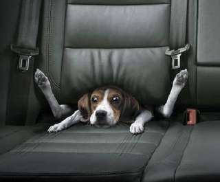 HDP Car Lookout Car Pet Booster Seat Dog Travel  
