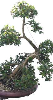 Green Island Ficus Bonsai Tree 41 Tall Aerial Roots  