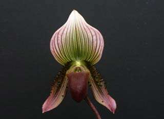 12 Paphiopedilum Paph Orchids IN SPIKE Orchids 2 U  