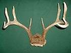 TWO WHITE TAIL RACKS ANTLERS ANTLER TAXIDERMY