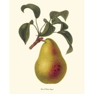  Botanical Fruit Print Pear Poire Dr. Jules Guyot