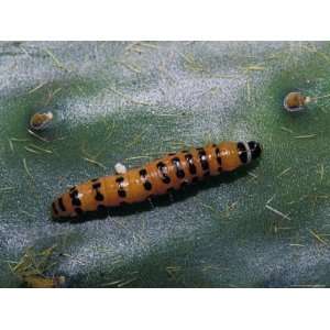  Cactoblastos Moth Caterpillar Feeds on a Prickly Pear 