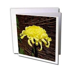 Flowers   Chrysanthemum   Greeting Cards 6 Greeting Cards with 