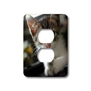 com VWPics Cats and Dogs   Cute Kitten at Home   Light Switch Covers 