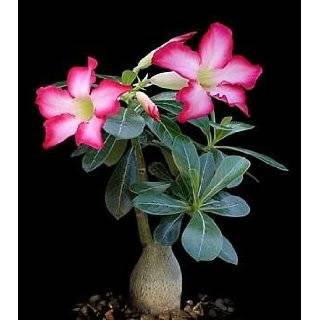 Desert Rose Plant   Natural Bonsai   Adenium obesum 