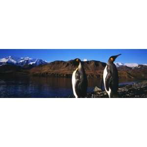  King Penguins on Shore of Cumberland Bay East, King Edward 