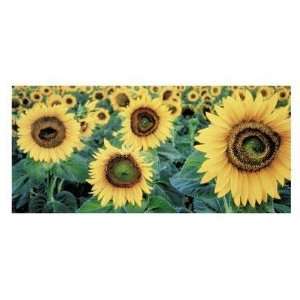 Sunflowers Poster Print 