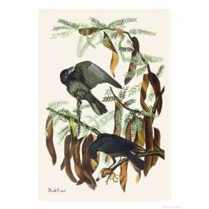   Crow Giclee Poster Print by John James Audubon, 24x32