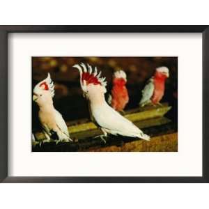  Major Mitchell Cockatoos (Cacatua Leadbeaters), Currawinya 