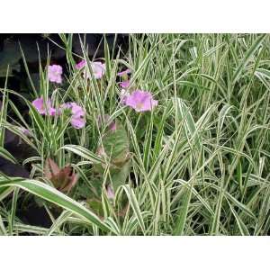  Ribbon Grass (Phalaris arundinacea picta) Patio, Lawn 