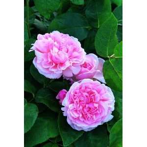 St. Swithun (cl) (Rosa English Rose)   Bare Root Rose