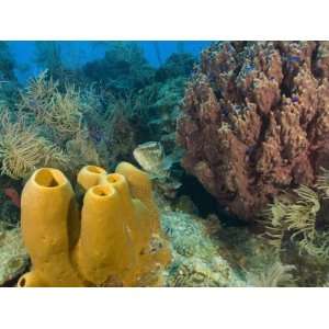 Couple Scuba Diving, Sponge Formations, Half Moon Caye, Barrier Reef 