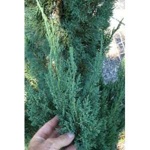    JUNIPER WINTERGREEN / 1.5 gallon Potted Patio, Lawn & Garden