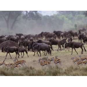  Herds of Gazelle, Zebra, Wildebeest, Topi, Masai Mara Game 