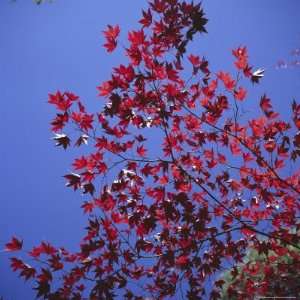  Autumn Maple Leaves Against a Blue Sky, Kinkaku Ji Golden 