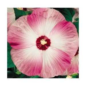  Hibiscus Disco Belle Pink   8 Perennial Plants Patio 