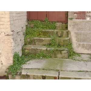 Stone Stairs with Vine of Green Leaves Growing on Them 