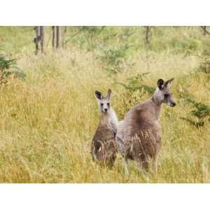  Eastern Grey Kangaroos, Geehi, Kosciuszko National Park 