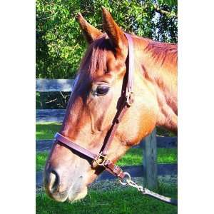  Leather Grooming Horse Halter