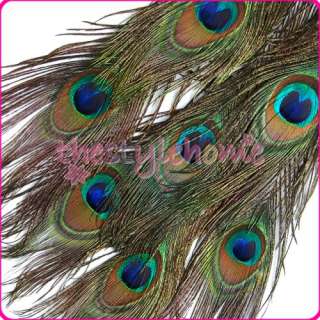 LOT OF 10 PEACOCK EYE FEATHERS (9 13 INCHES LONG) Craft  