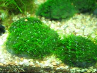 JAVA Moss x2 stone pads   Live aquarium plant fern fish  