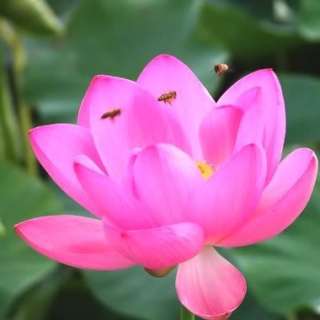 seeds Lotus Flower Nelumbo nucifera Water Lily [ZZ24]  