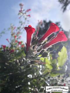 Galvezia speciosa   SHOWY ISLAND SNAPDRAGON   Plant  