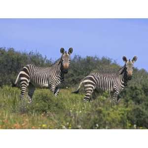  Cape Mountain Zebra, Equus Zebra Zebra, in Spring Flowers 