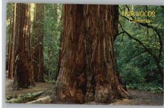 Postcard Muir Woods Redwood Trees in California/CA  