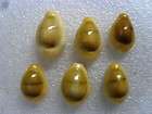 cypraea moneta 20   24 mm gem nice 6 pieces golden selection WOW 