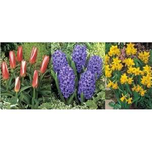   (15 bulbs Tulips, Hyacinth & Narcissi) Patio, Lawn & Garden