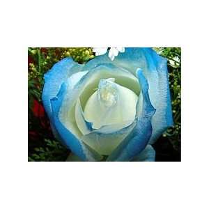  Brave Peace Rose Seeds Packet Patio, Lawn & Garden