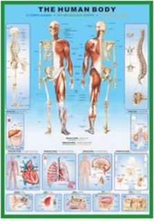 THE HUMAN BODY ANATOMY POSTER 60cm x 90cm LARGE NEW  