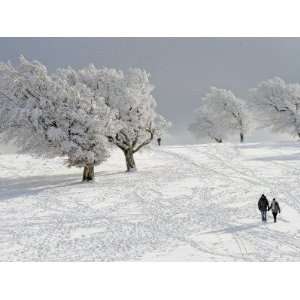  Strollers Passing Snow Covered Trees on the Mountain 