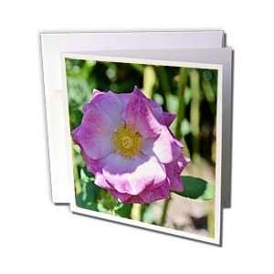 Flowers   Sunshine in Pink Flowers Flower Photography   Greeting Cards 