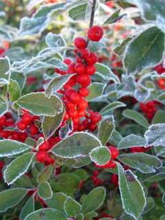 Winter Red Winterberry Holly Ilex Broadleaf Evergreen  