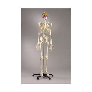Premier Academic Skeleton Model, 18 piece Colored Skull Model, Sacral 