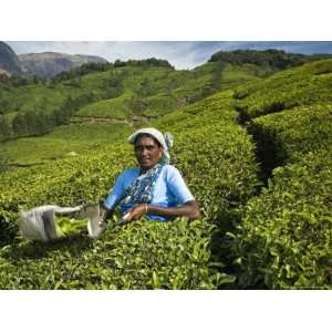  Tamil Teapicker Working in a Tea Plantation Premium 