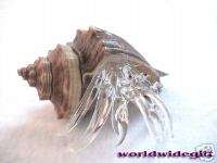 Hermit Crab Art Glass Vole Sea Shell Animal Figurine  