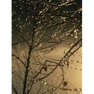  The Frozen Branches of a Small Birch Tree Sparkle in the 