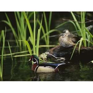  A Male Wood Duck Swims Past its Mate Perched on a Log 